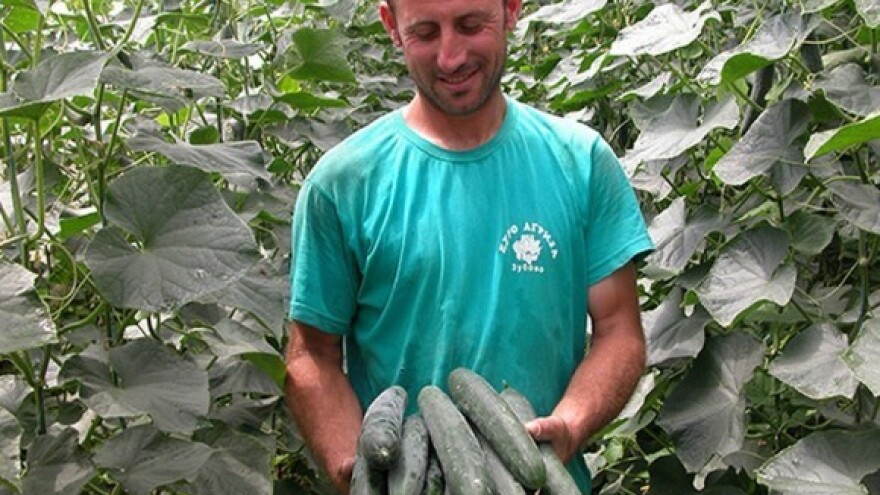 Od jutra do večeri optimizam u plastenicima