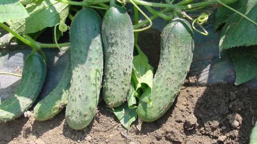 Od porodične tradicije do uspešnog povrtara