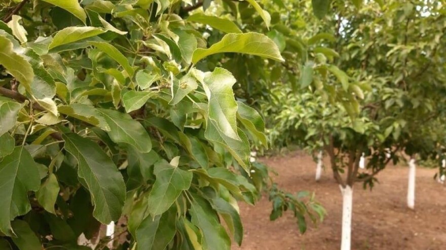 Čađava krastavost proizvođaču jabuke iz Vranja obrala rod