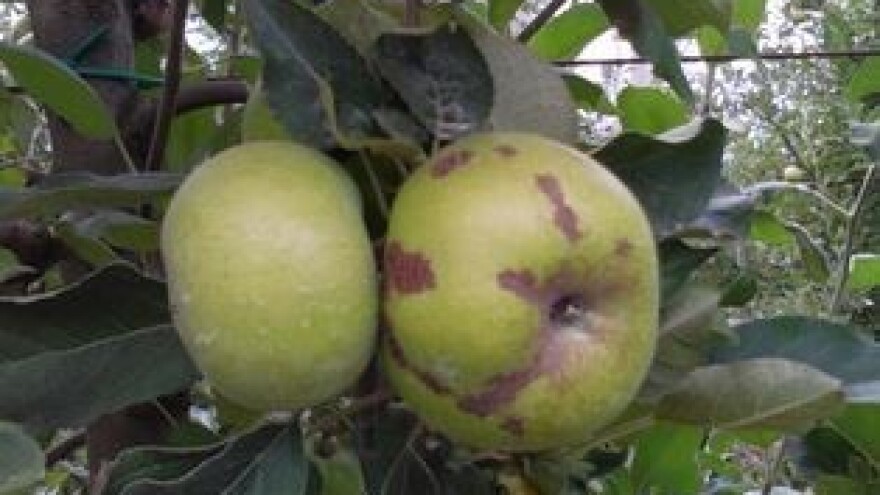 Poznavanje fungicida pomaže proizvođačima