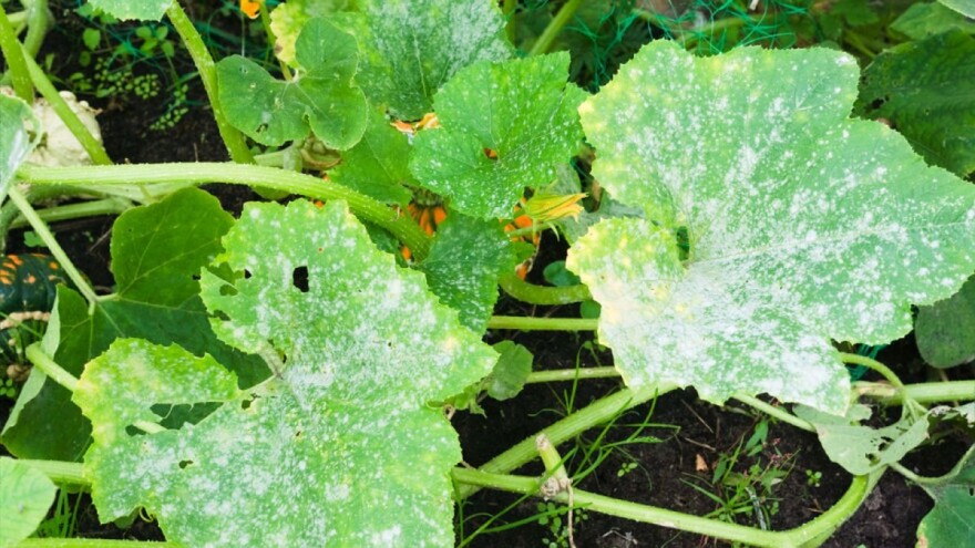 Šta uzrokuje praškaste plijesni i na kojim se usjevima najčešće javljaju?