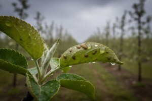 Krastavost jabuka u Moslavini!