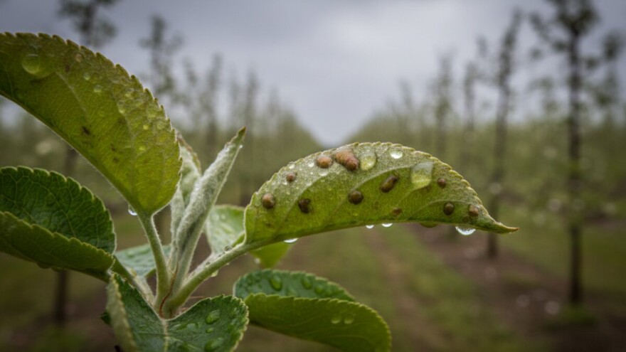 Krastavost jabuka u Moslavini!