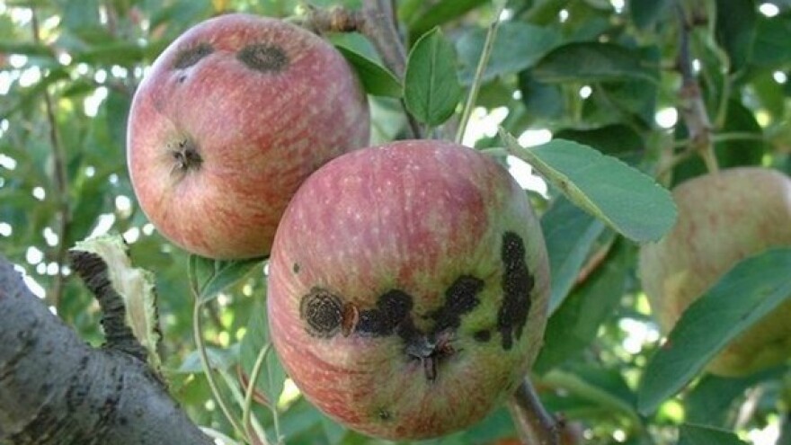 Zaštitite jabuke nakon cvatnje