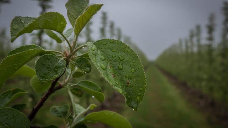 Krastavost na nasadima jabuka
