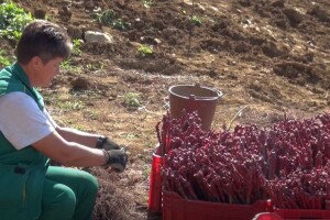 Pinot crni i graševina klonske selekcije u novom vinogradu Vlade Krauthakera