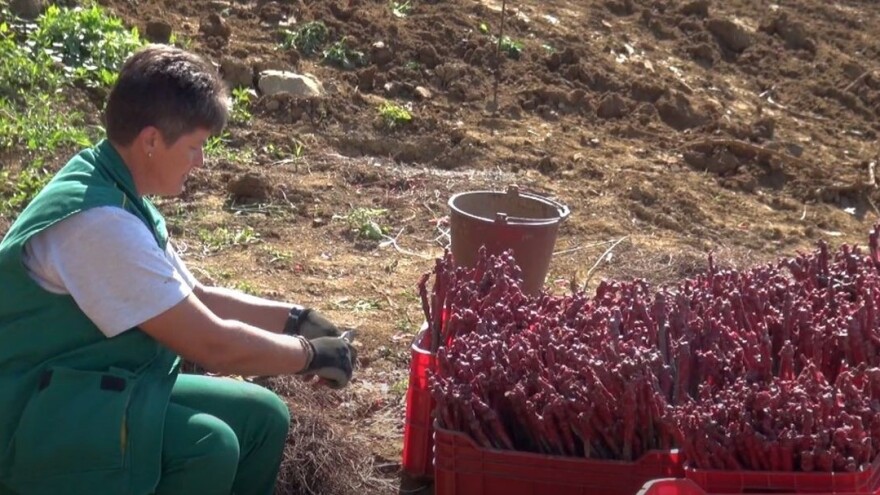 Pinot crni i graševina klonske selekcije u novom vinogradu Vlade Krauthakera