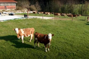 Leteći pastir: Dronom uteruje krave u štalu