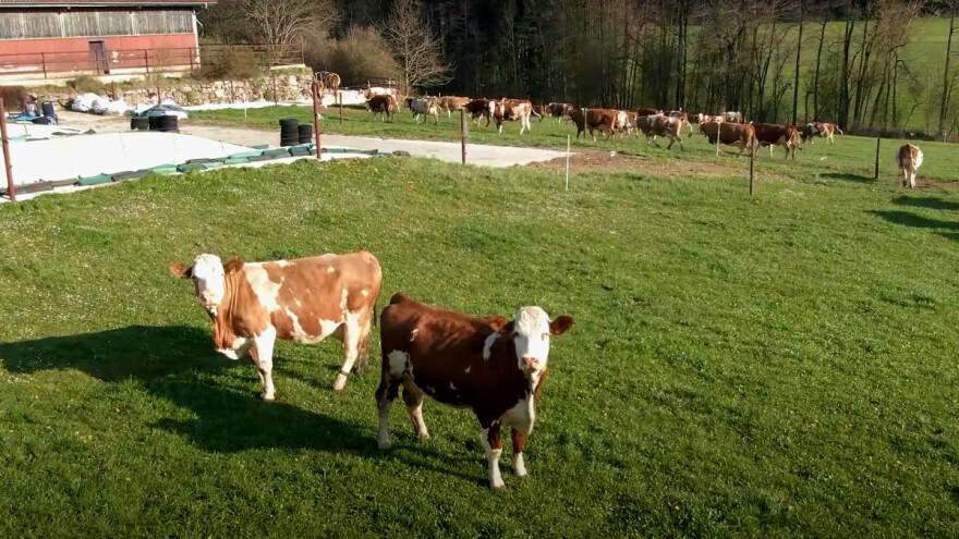 Leteći pastir: Dronom uteruje krave u štalu