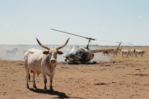 Krava 1 - helikopter 0!