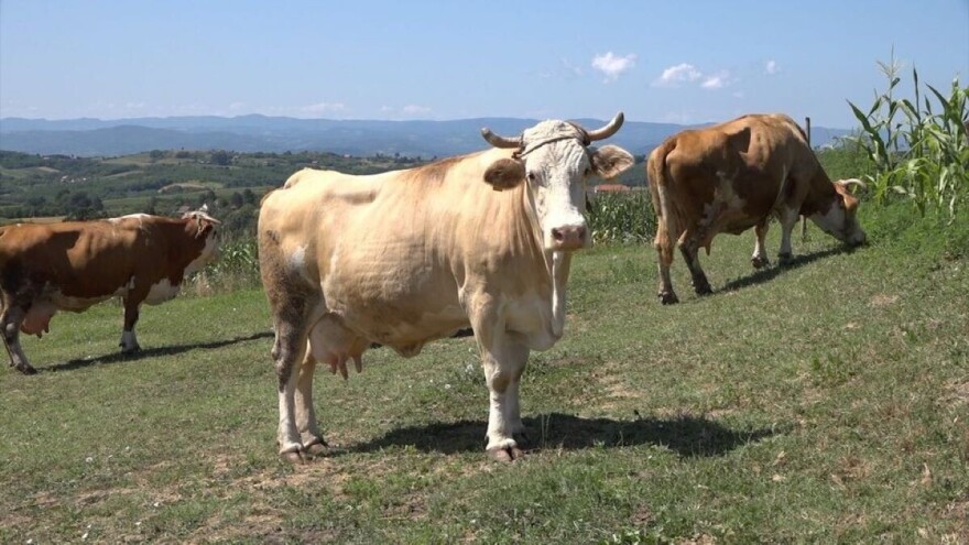 Olakšice u otplati kredita za nabavku krava i junica za priplod - rok dve godine
