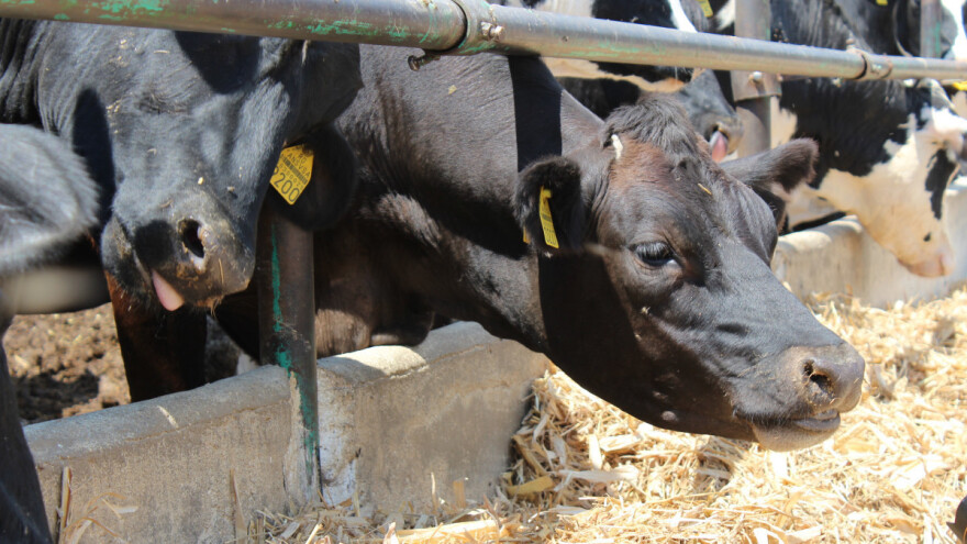 Izmjene Pravilnika o provedbi izravne potpore i IAKS mjera - što je novo?