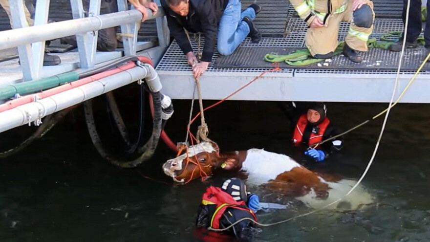 Krava i tele pali s plutajuće farme, spašavale ih hitne službe