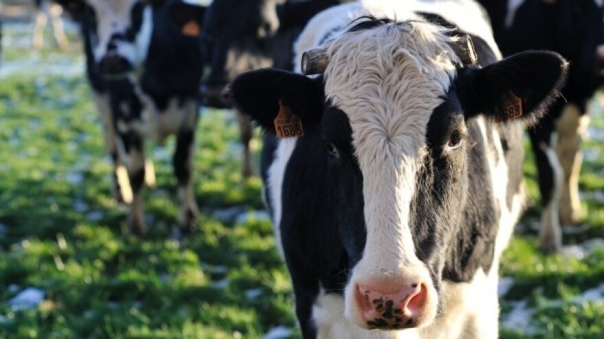 Spas mljekarstva je u tehnološkom napretku?