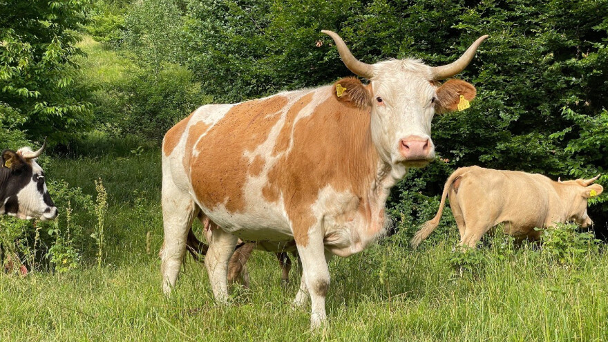 Sektorske radne grupe za zaustavljanje pada u stočarstvu