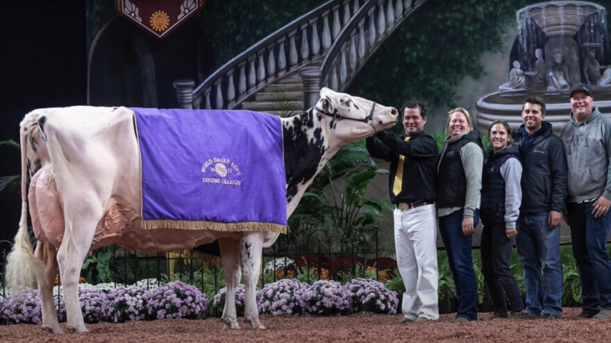 Koliko mlijeka dnevno daje svjetska prvakinja, krava Shakira?