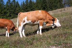 Oprez pri  ispaši stoke, koje biljke izbjegavati