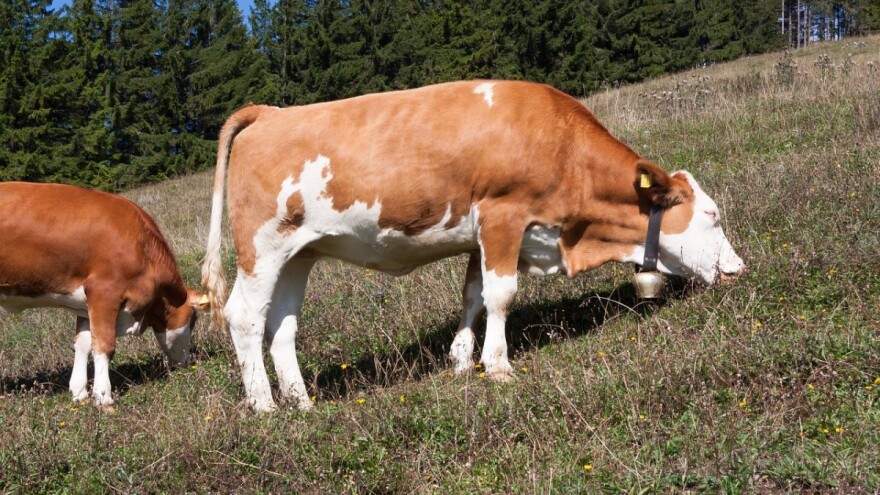 Oprez pri  ispaši stoke, koje biljke izbjegavati