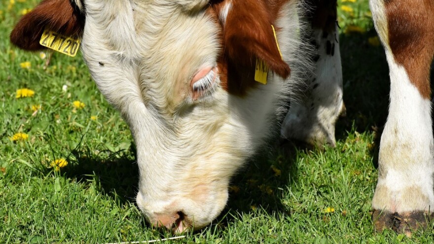 Ishrana životinja u organskoj proizvodnji