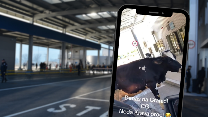 Krava blokirala granični prijelaz Zupci: "Hajde. Pomakni se. A neće! Šta sad?"