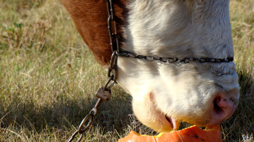 Znate li koja je najčešća rasa krava na svetu i za šta se sve koristi soja?