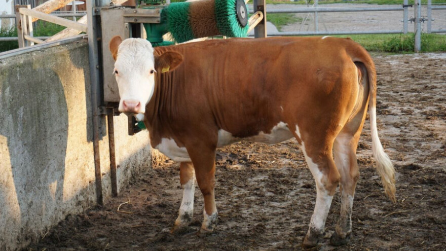 Prijaviti svaku sumnju na bolest kvrgave kože