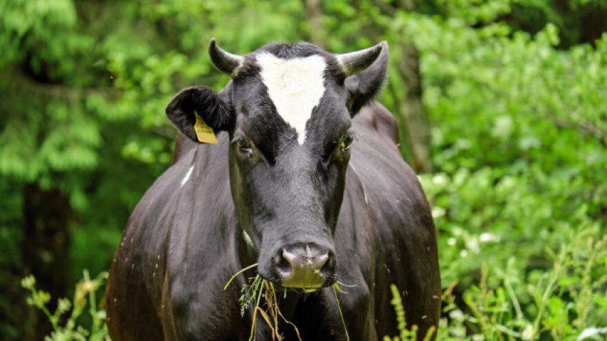 Panika u Crnoj Gori zbog bolesti stoke!
