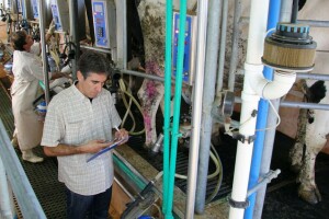 Proizvodnja mlijeka u BiH bilježi rast - farmeri ispunjavaju evropske kriterije