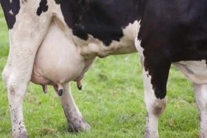 Evo zašto poštovati period zasušenja kod krava