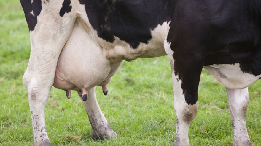 Evo zašto poštovati period zasušenja kod krava