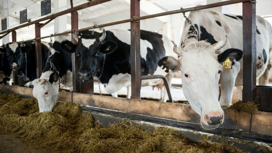 Na farmama goveda u Švicarskoj potvrđen infektivni rinotraheitis