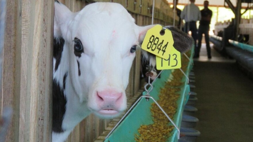 Insekti su budućost ljudske ishrane, ali i proizvodnje stočne hrane?