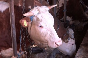 Proizvodnja mlijeka bilježi rast, kao i broj krava na domaćim farmama