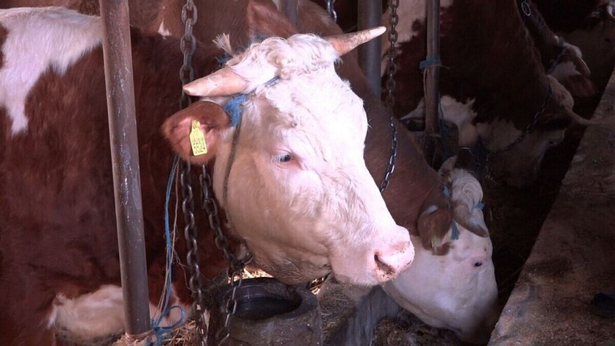 Proizvodnja mlijeka bilježi rast, kao i broj krava na domaćim farmama