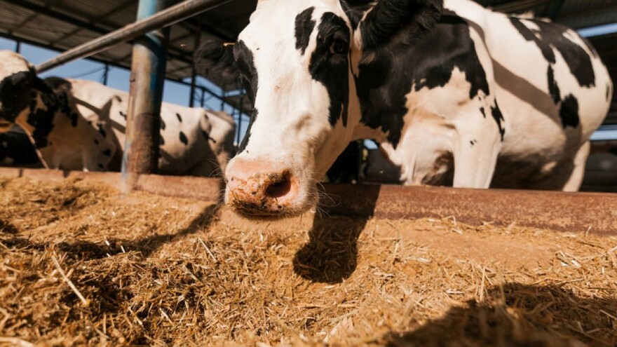 Uništavajte redovno muhe na gazdinstvu