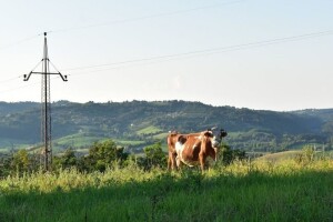 Proizvedite kvalitetno sijeno za stoku pravilnim đubrenjem livada