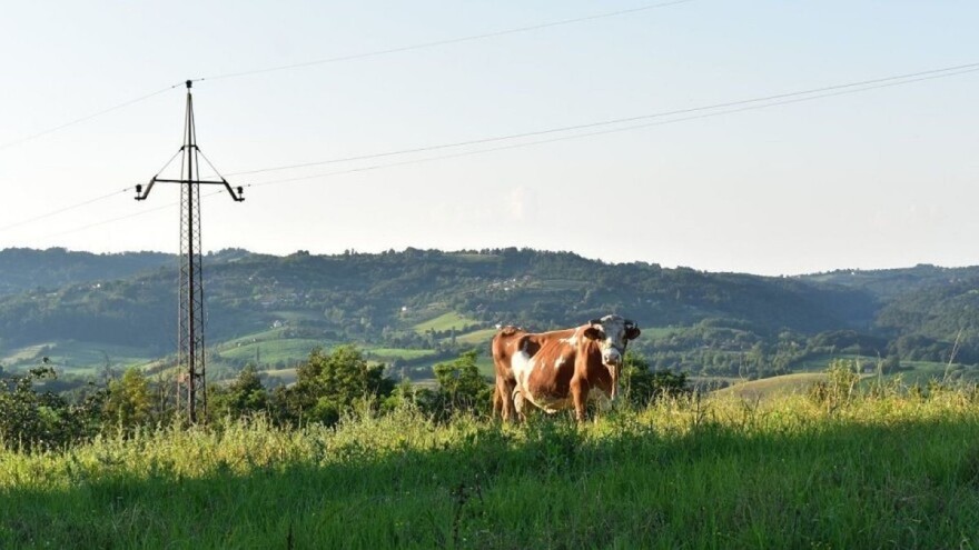 Proizvedite kvalitetno sijeno za stoku pravilnim đubrenjem livada