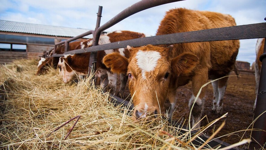 Zadovoljite potrebe stočne hrane zelenim krmnim konvejerom