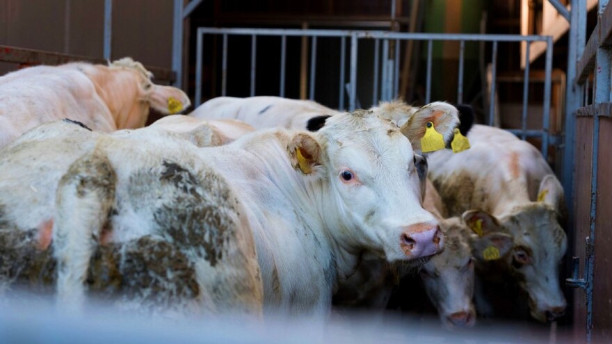 Zabrinuti za izvezenu stoku: Kolju je na užasan način, ugrožena dobrobit životinja