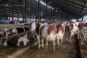 CattleEye - nadzire stoku i javlja farmeru svaku promjenu