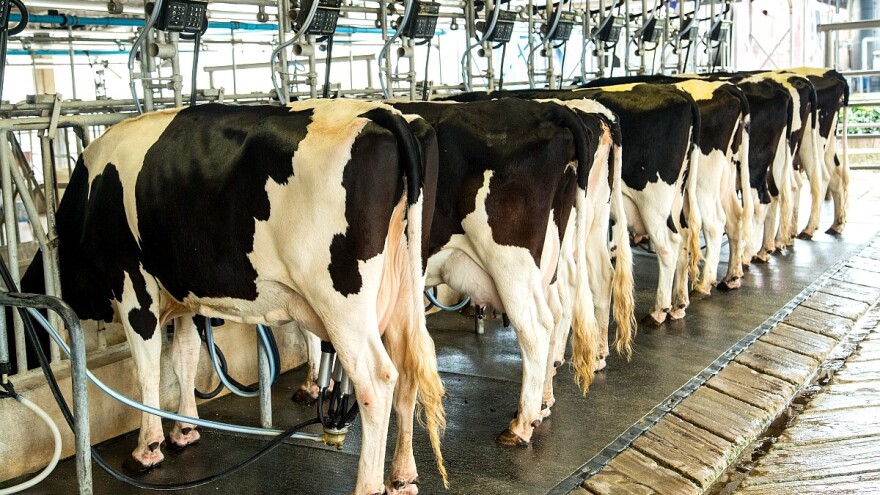 Ishrana senažom povećava mlečnost kod krava