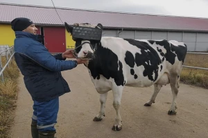 Krave koje nose VR naočare daju više kvalitetnijeg mleka