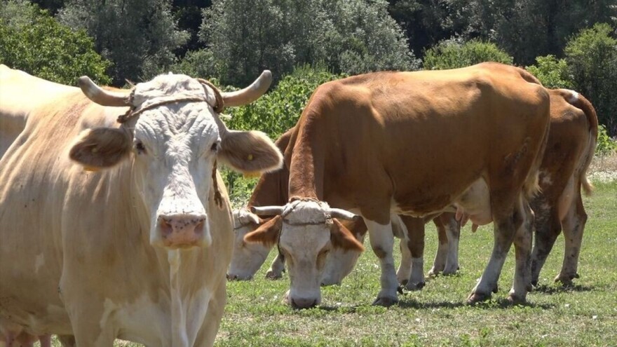 Svesti upotrebu antibiotika na minimum u lečenju životinja