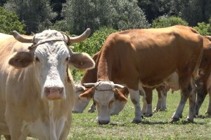 Liječenje životinja: Obratite pažnju na upotrebu antibiotika
