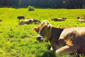 Koja EU zemlja iz državnog budžeta najviše izdvaja za zaštitu okoliša?