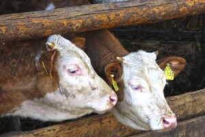 Smanjenje antibiotika i ekološka proizvodnja - jedni od glavnih ciljeva strategije F2F