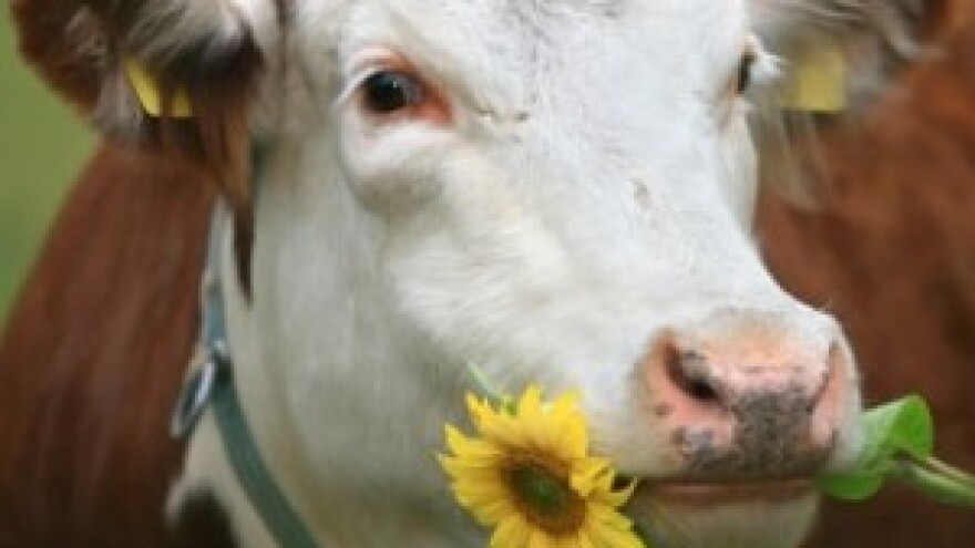 Lažu da krava ne može dati mlijeko za dvije kune