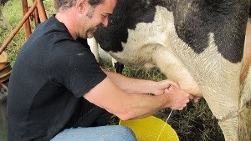 Novost u ostvarivanju prava za krave dojilje u 2014.