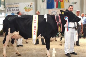 Belje ima novu šampionku holstein pasmine