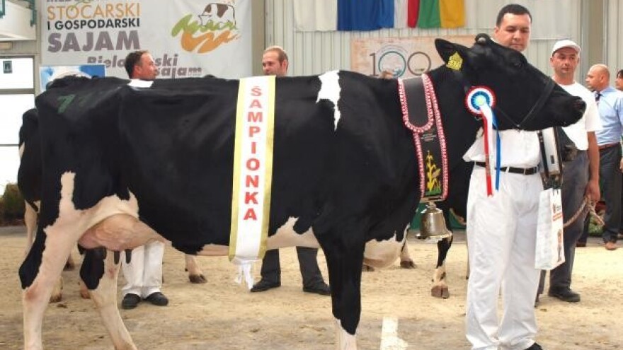 Belje ima novu šampionku holstein pasmine